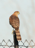 Accipiter sp., juvenile