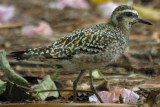 Ensley Plover