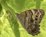 Northern Pearly Eye-Enodia anthedon JN8 #9756