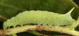 Darapsa choerilus JL8 #2051
