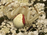 Misumena vatia AU8 #3235