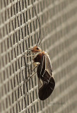 Bark Louse AU9 #6157