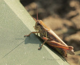 Melanoplus femurrubrum S9 #7936