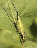 Oecanthus nigricornis - female S9 #7380