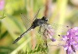 Dot-tailed Whiteface - Leucorrhinia intacta #5108
