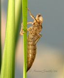 Dragonfly Exuvia #8137