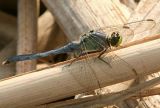 Eastern Pondhawk - Erythemis simplicicollis #8120