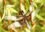 Widow Skimmer - Libellula luctuosa #8070