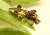 Jagged Ambush Bug #9448