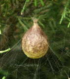 Argiope Egg Case #0293