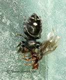 Phidippus regius with Prey #0147