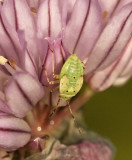 Mirid plant bug JN8 #8240