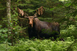 King of the Pemigewasset Wilderness (a)