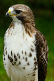 170 Red Tailed Hawk 1.jpg
