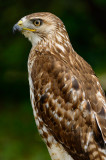170 Red Tailed Hawk 2.jpg
