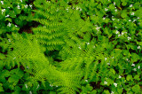 167 Spring Fern and Violets.jpg