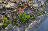 167 Wildflowers in rock.jpg