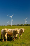 168 Bulls and Turbines 1.jpg
