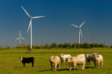 168 Bulls and Turbines 4.jpg