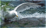 GULL of the FALLS