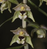 Epipactis helleborine.