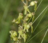 Neottia ovata. Even after flowering much of the flower stays intact.