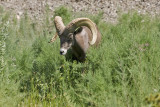 Second Big Horn Sighting