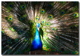 Peacock_IMG_1239a.jpg