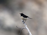 Cypernstenskvätta - Cyprus Wheatear (Oenanthe cypriaca)