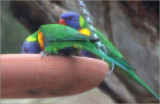 Rainbow Lorikeets