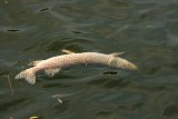 A dead Pike.