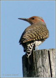 Pic flamboyant / Common Flicker