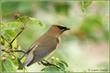Jaseur d'Amérique / Cedar Waxwing