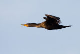 Double-crested Cormorant