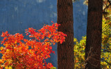 Dogwood and Pines