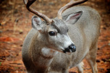Mule Deer