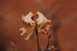 Leaves, Arches National Park