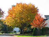 Yellow and orange