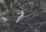Greater White-fronted Goose; immature
