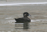 Surf Scoter; immature male
