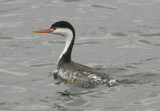 Clark's Grebe; basic