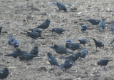 Tricolored Blackbirds