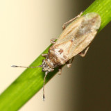 Brown Seed Bug (Cymus angustatus), family Cymidae