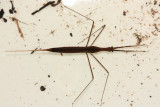 Brown Waterscorpion (Ranatra fusca), family Nepidae