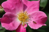 Rose and Bee MacroJuly 17, 2008