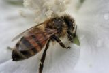 September 16, 2006Bee Macro