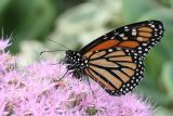 September 19, 2006Monarch Butterfly