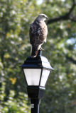 Hawk on Lamp Post