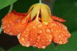 September 23, 2006Nasturtium