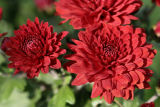 Red Flower